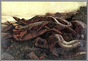 Kaa the Python, illustration for The Jungle Book by Maurice Detmold, 1903