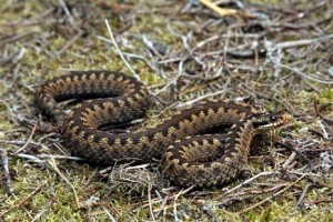 A female adder with the distinctive zigzag pattern