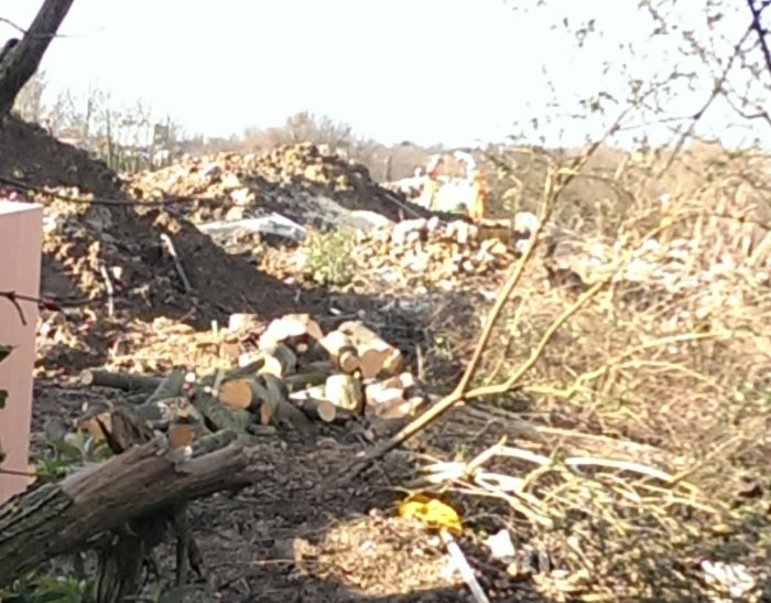 Logs piled up in the foreground