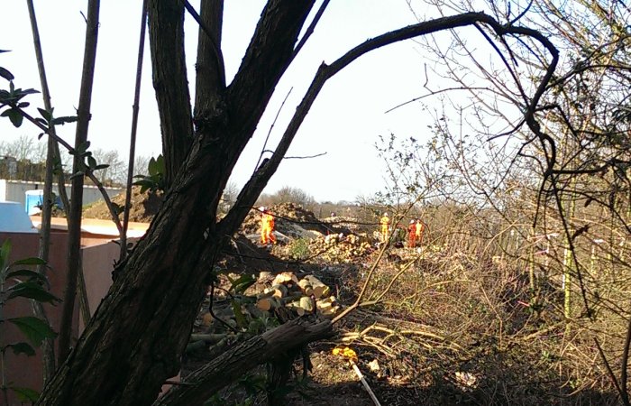 The trees are being cleared