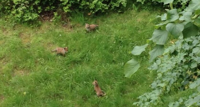 This is why it's been a bit noisy lately! Baby foxes in #whampstead via @ONicolaides