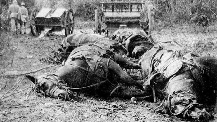 Dead horses in 1918 (image copyright free via the Imperial War Museum)