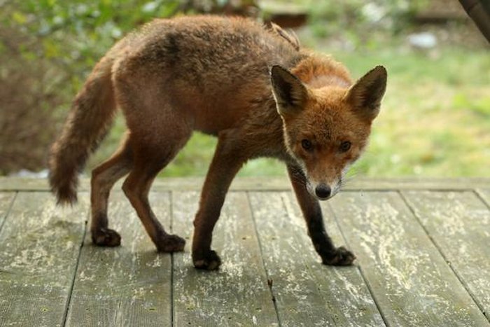 Caught my cutey back garden fox having a casual nose around the patio via @damawa42